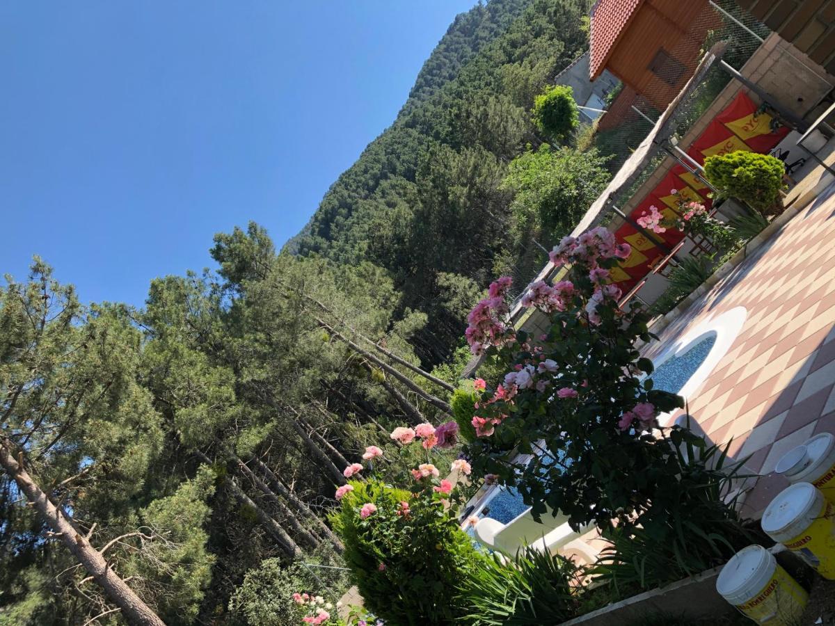 En El Corazon De La Sierra De Gredos, Pinar De La Atalaya-tiemblo